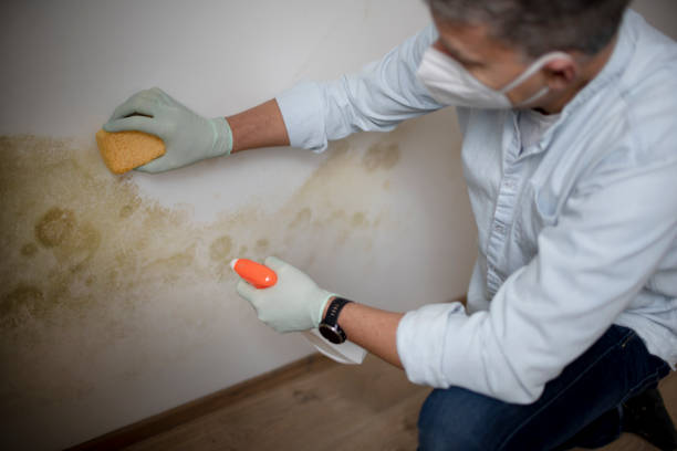 Best Black Mold Remediation in Gramercy, LA